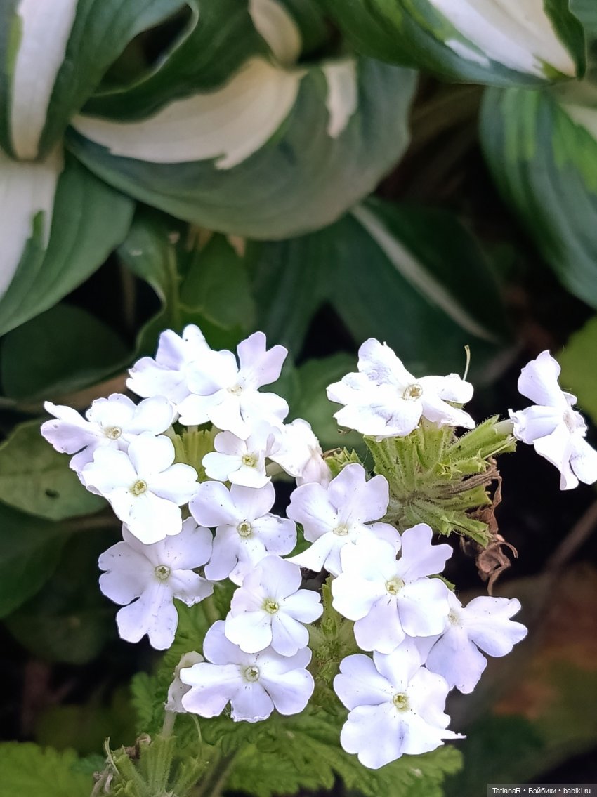 Вежливый Евгений и не вежливый скандал
