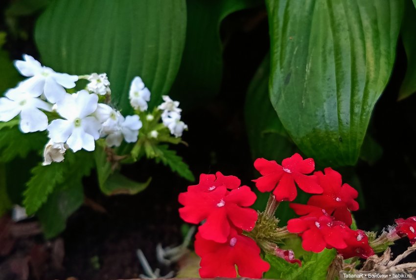 Вежливый Евгений и не вежливый скандал