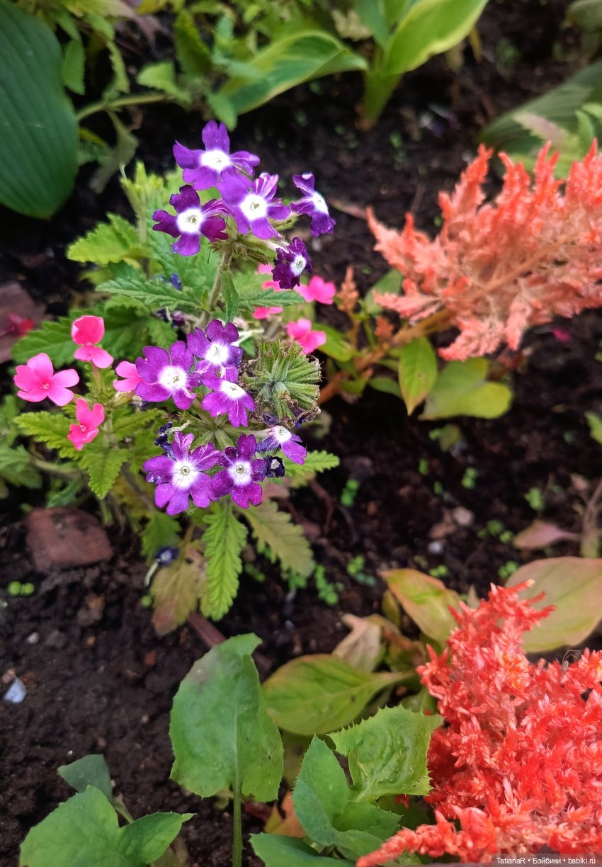 Вежливый Евгений и не вежливый скандал