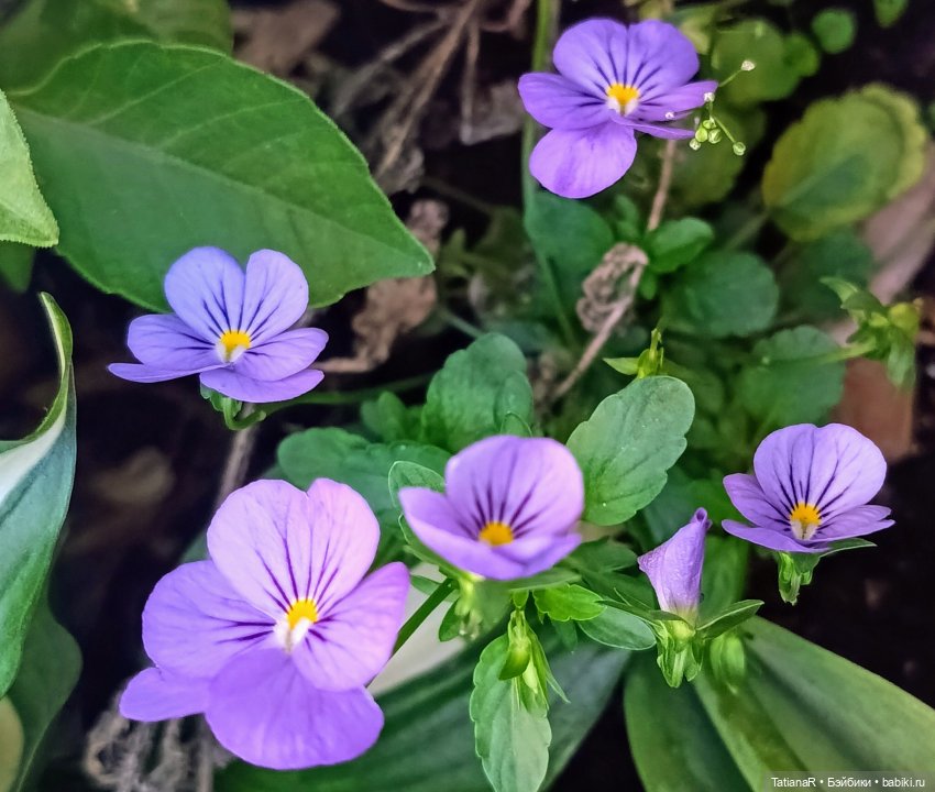 Вежливый Евгений и не вежливый скандал