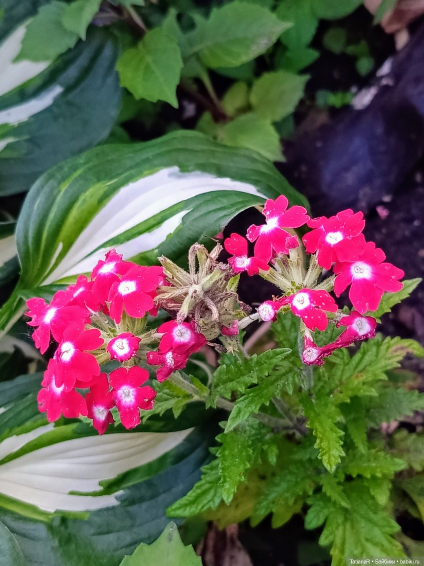 Вежливый Евгений и не вежливый скандал