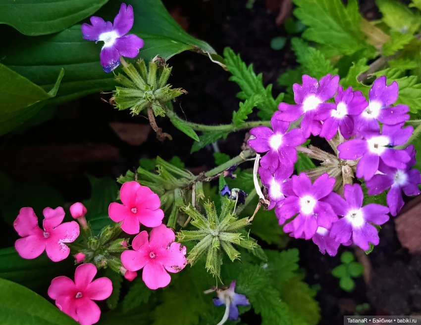 Вежливый Евгений и не вежливый скандал