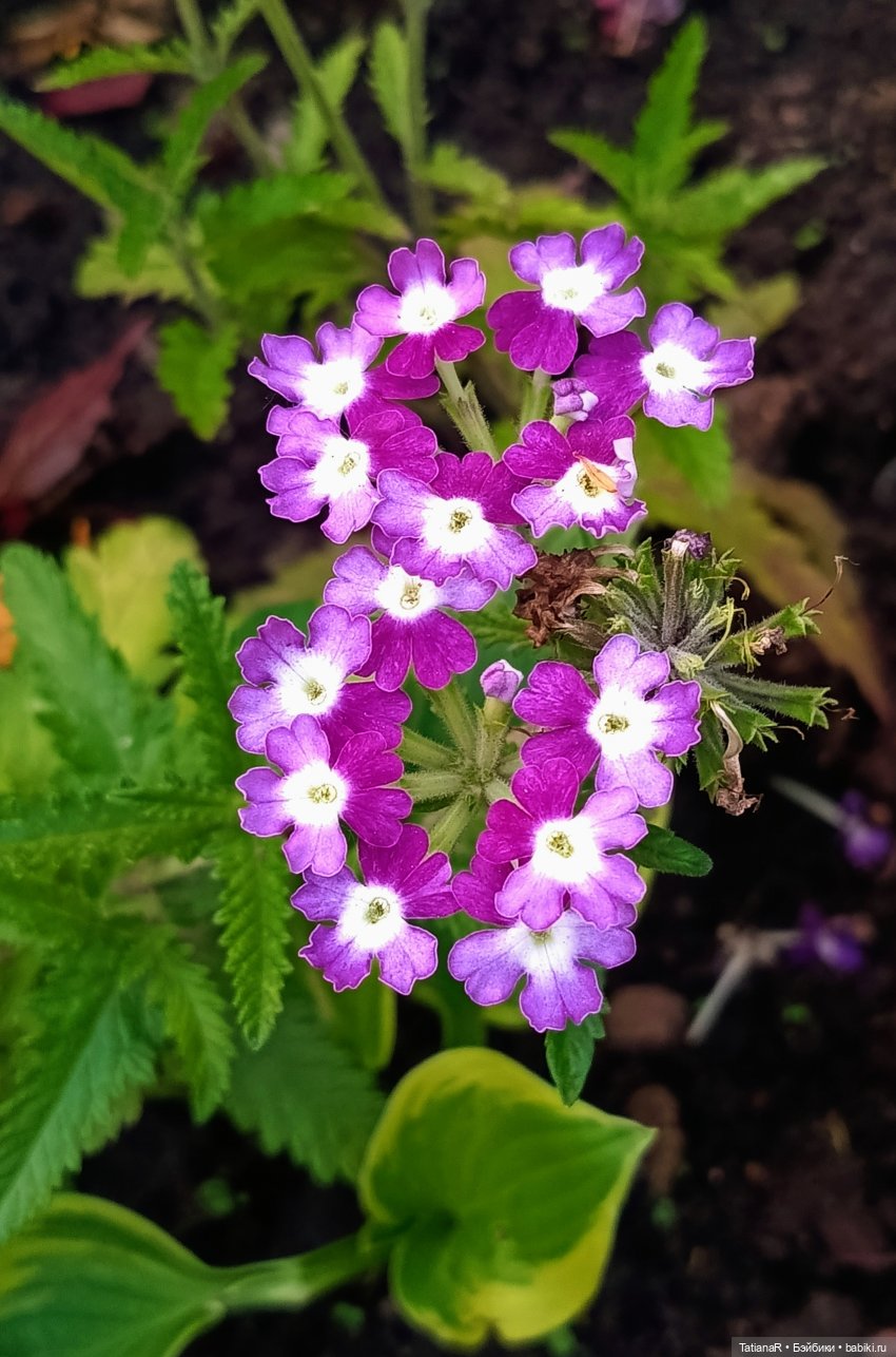 Вежливый Евгений и не вежливый скандал