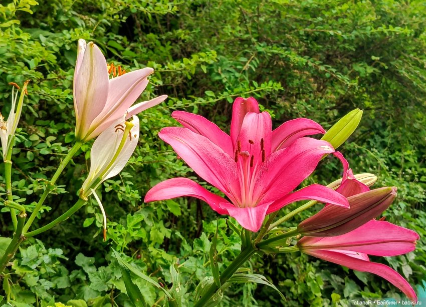 Как мои куклы в наряды наряжались и друг другом любовались! И ещё, о разном (фото 10)