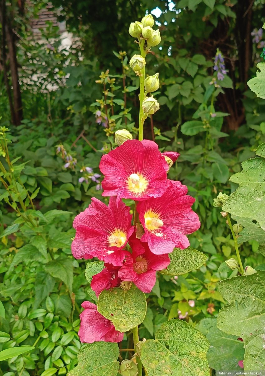 Как мои куклы в наряды наряжались и друг другом любовались! И ещё, о разном (фото 9)