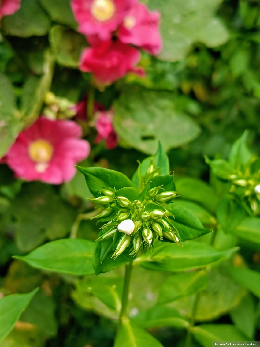 Как мои куклы в наряды наряжались и друг другом любовались! И ещё, о разном (фото 8)