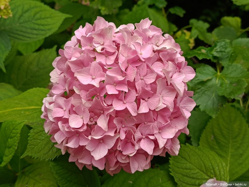 Как мои куклы в наряды наряжались и друг другом любовались! И ещё, о разном (фото 6)