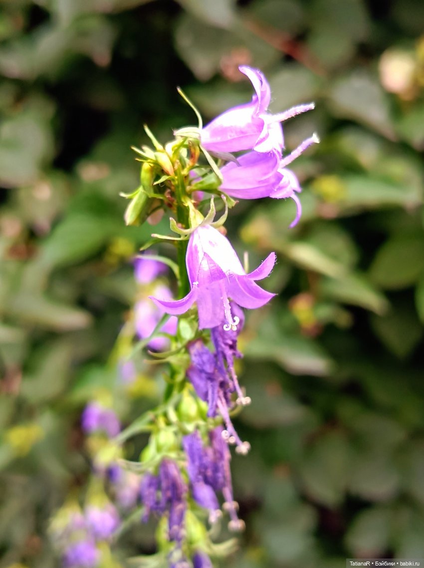 Как мои куклы в наряды наряжались и друг другом любовались! И ещё, о разном