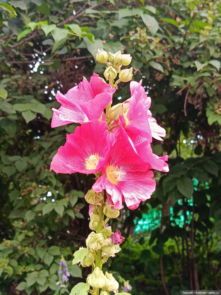 Как мои куклы в наряды наряжались и друг другом любовались! И ещё, о разном (фото 7)