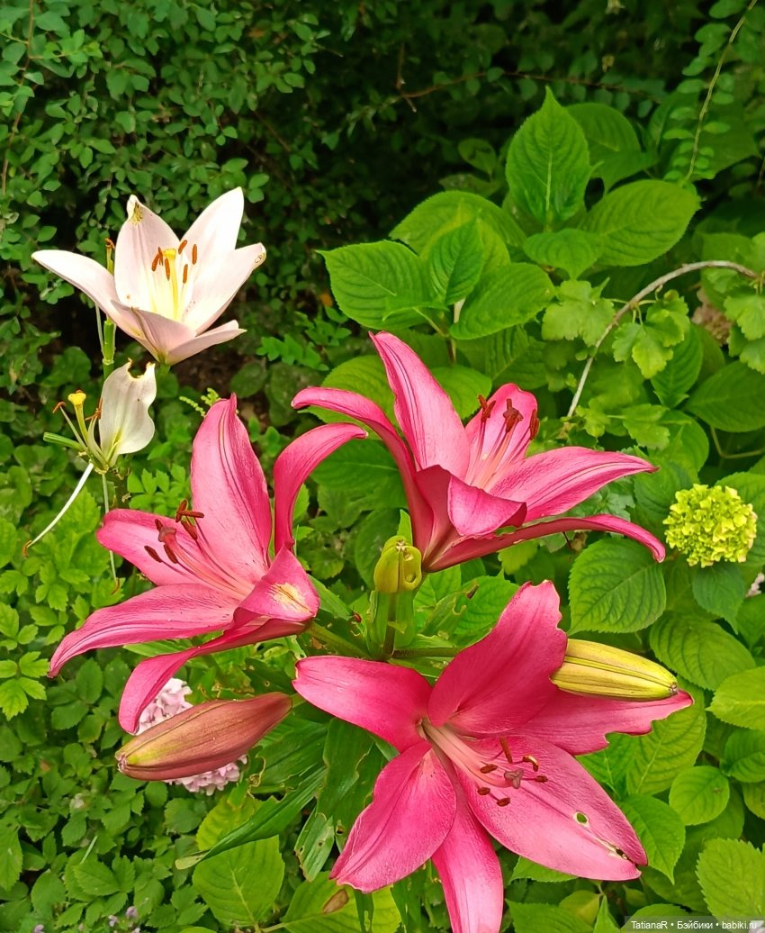 Как мои куклы в наряды наряжались и друг другом любовались! И ещё, о разном (фото 3)