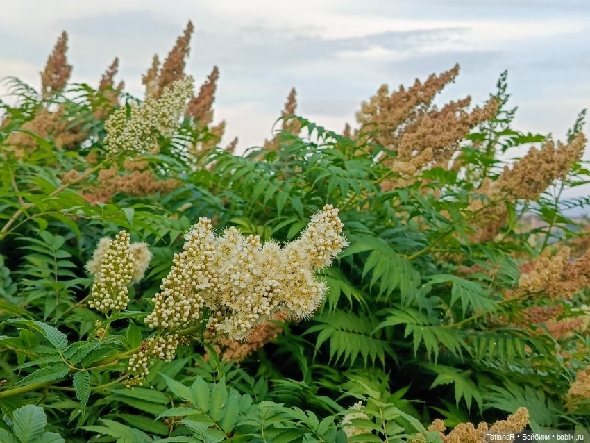 Ника на Енисее — Куклы Miroxdolls (Оксана Миронова): российские БЖД (фото 5)