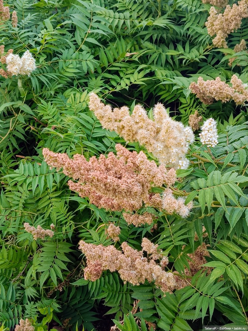 Ника на Енисее — Куклы Miroxdolls (Оксана Миронова): российские БЖД (фото 7)