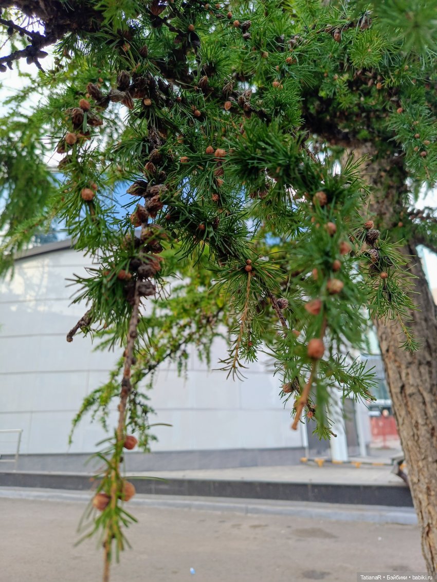 Ника на Енисее — Куклы Miroxdolls (Оксана Миронова): российские БЖД