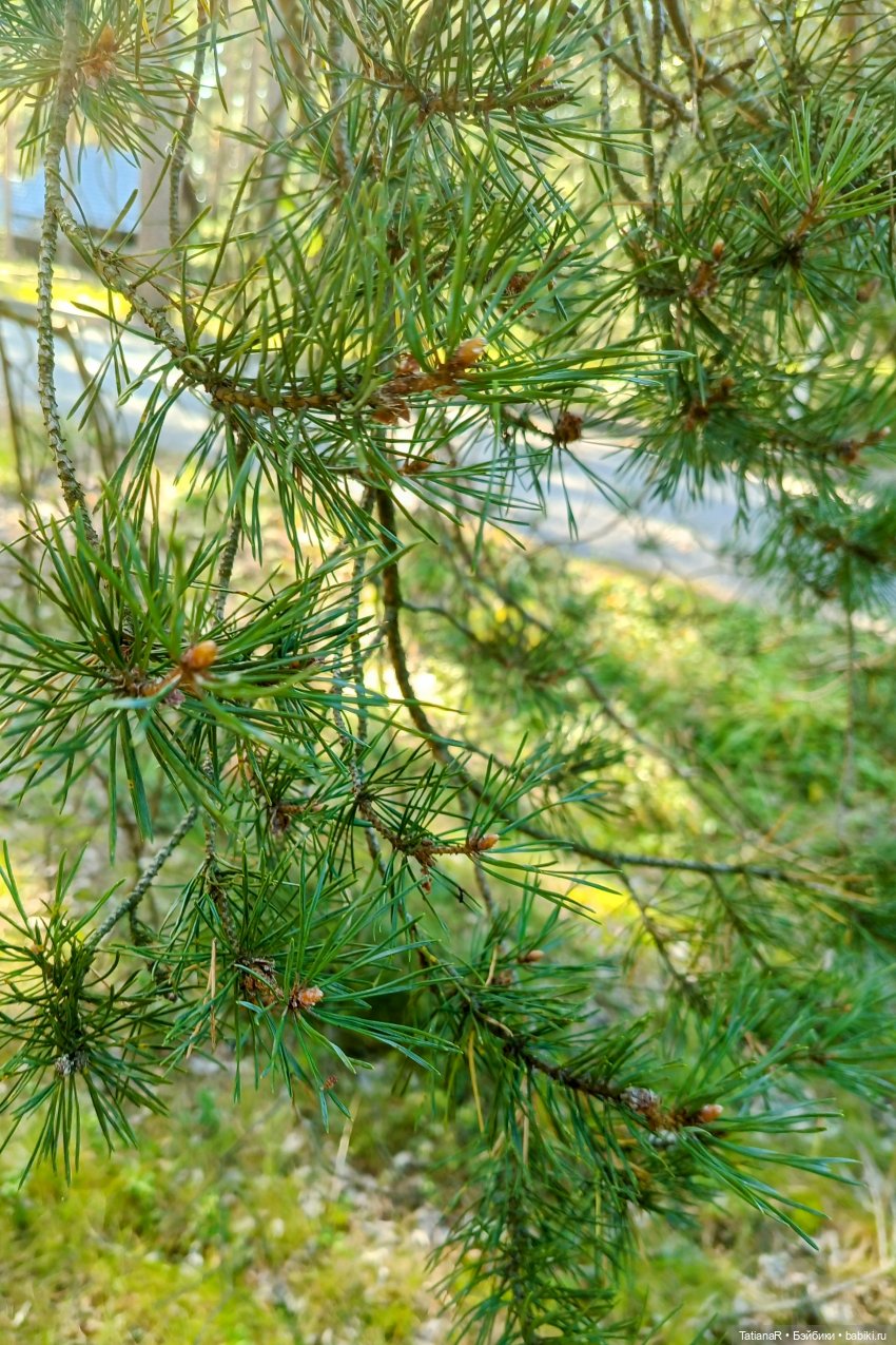 Дорога на пляж — Куклы Nines d'Onil (Нинес): Миа (Mia) (фото 3)