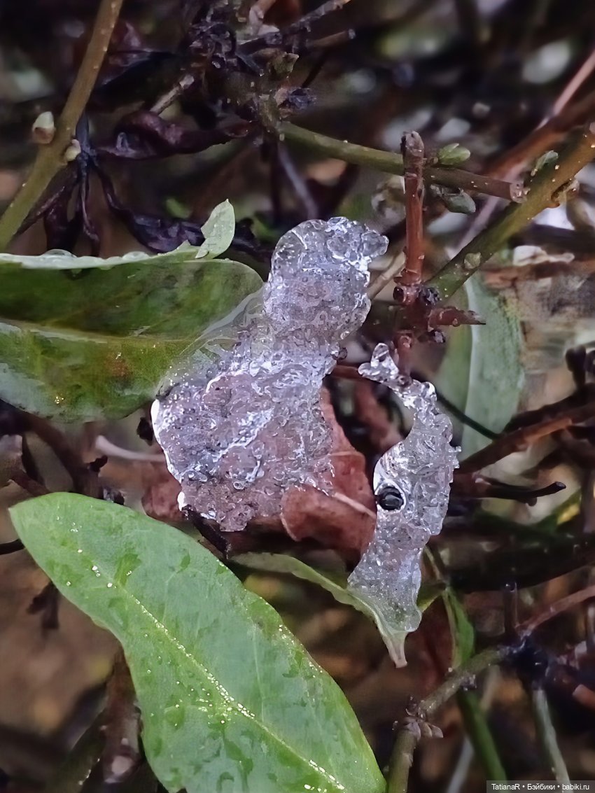 Аллочка и непоседы Лабубу