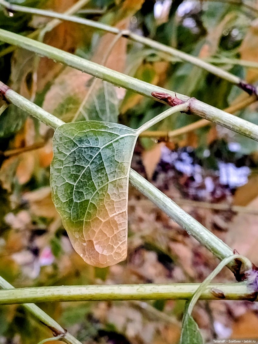 Аллочка и непоседы Лабубу