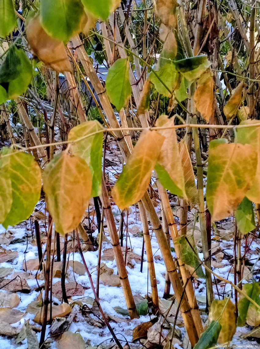 Аллочка и непоседы Лабубу