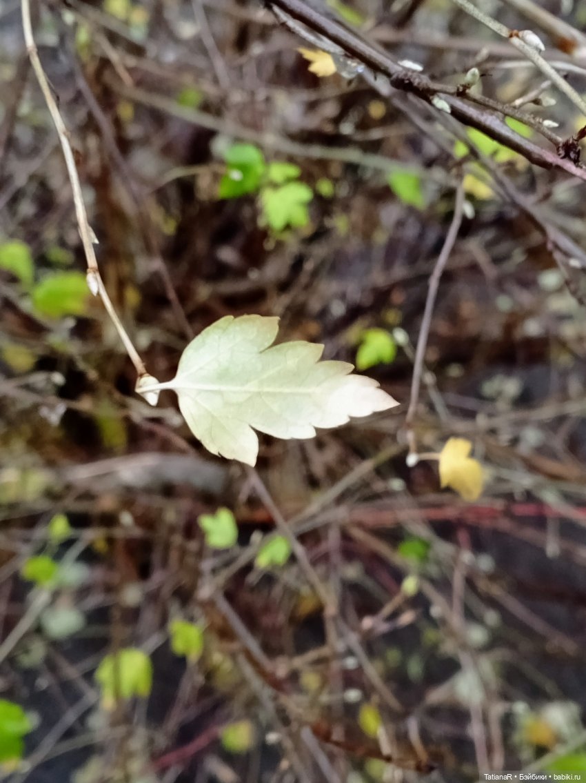 Аллочка и непоседы Лабубу (фото 6)