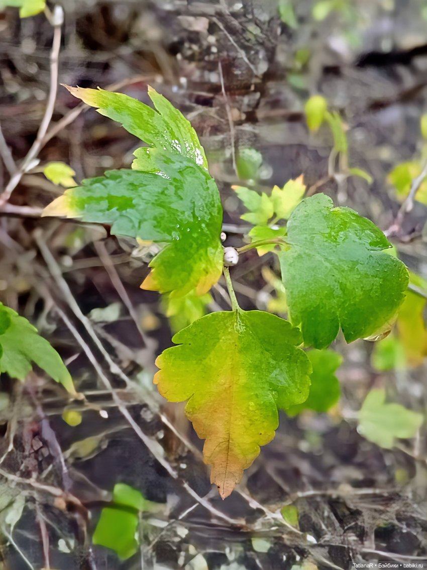 Аллочка и непоседы Лабубу (фото 7)