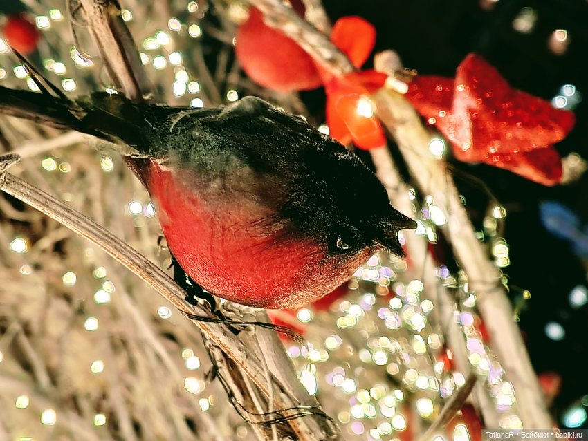 Продолжение про Аллочку и непосед Лабубу (фото 10)