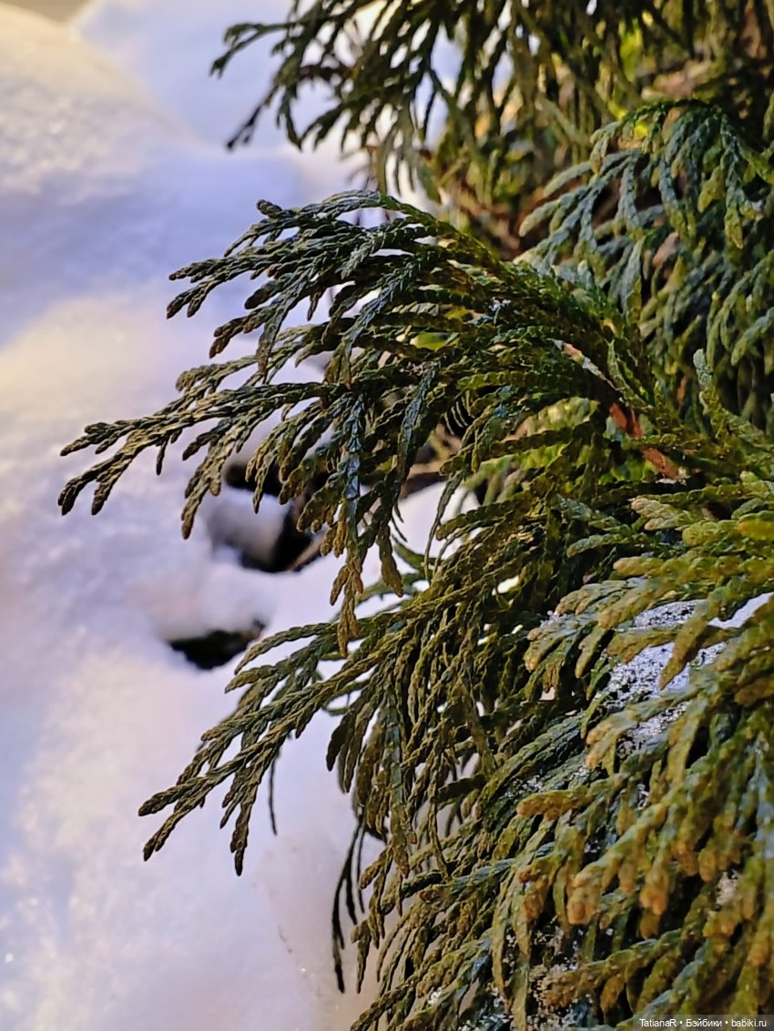 Zsiga и К' — Фигурки Pop Mart (Поп Март): Blind Box