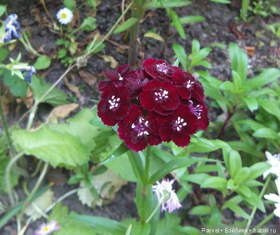 Маленькая немочка — Винтажные куклы ГДР (Немки): Бигги