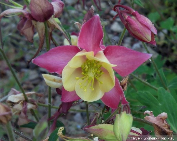 Маленькая немочка — Винтажные куклы ГДР (Немки): Бигги (фото 8)