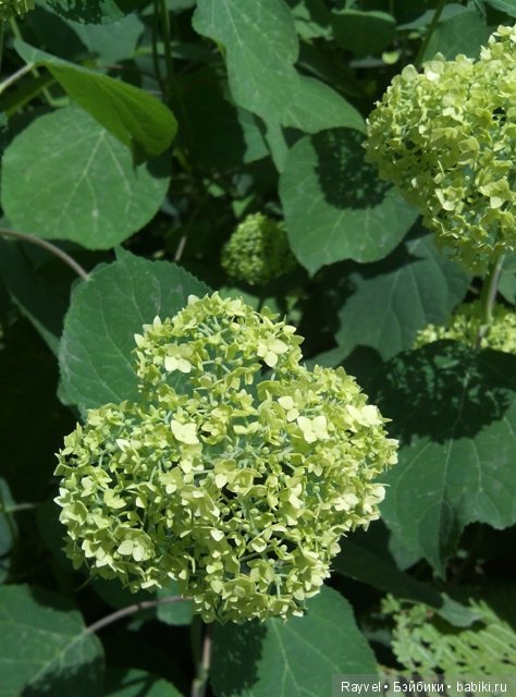 Маленькая немочка — Винтажные куклы ГДР (Немки): Бигги