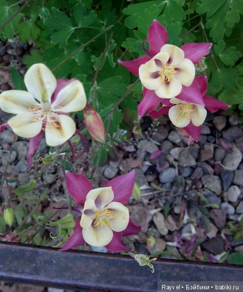 Маленькая немочка — Винтажные куклы ГДР (Немки): Бигги (фото 6)