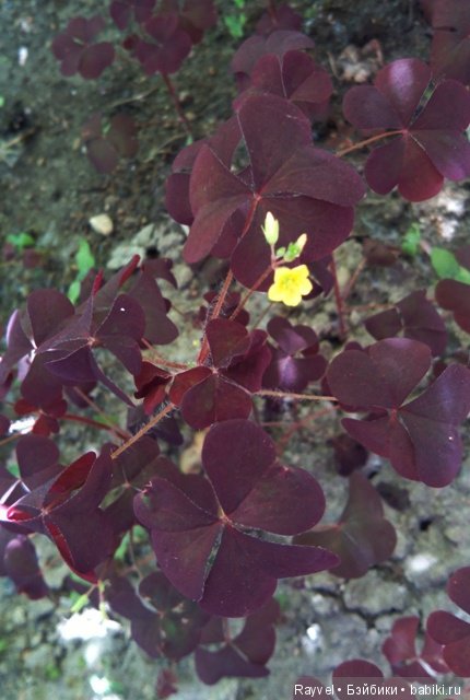 Маленькая немочка — Винтажные куклы ГДР (Немки): Бигги (фото 4)