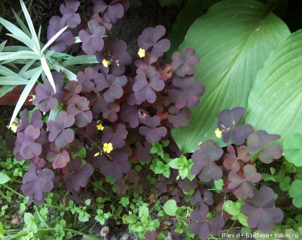 Маленькая немочка — Винтажные куклы ГДР (Немки): Бигги (фото 2)