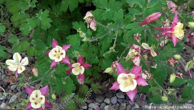 Маленькая немочка — Винтажные куклы ГДР (Немки): Бигги (фото 7)