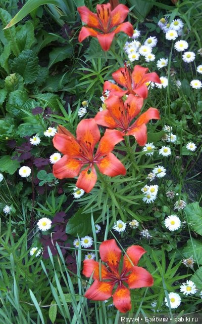 Маленькая немочка — Винтажные куклы ГДР (Немки): Бигги (фото 10)