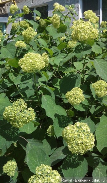 Маленькая немочка — Винтажные куклы ГДР (Немки): Бигги