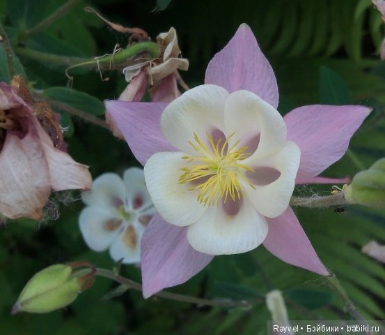 Маленькая немочка — Винтажные куклы ГДР (Немки): Бигги (фото 9)