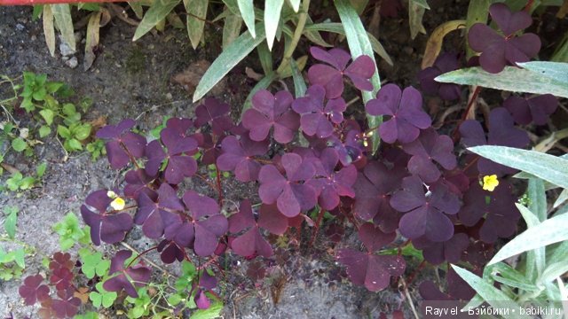 Маленькая немочка — Винтажные куклы ГДР (Немки): Бигги