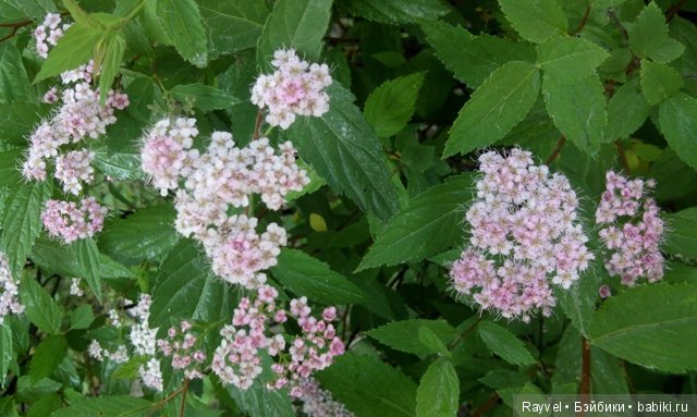 Маленькая немочка — Винтажные куклы ГДР (Немки): Бигги (фото 3)