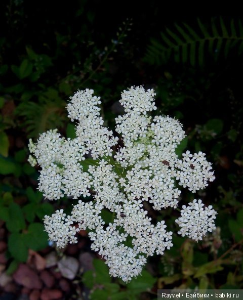 Маленькая немочка — Винтажные куклы ГДР (Немки): Бигги (фото 5)