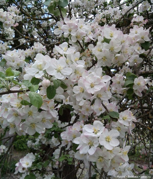 Природа в мае — Красивая природа и цветы: фото пейзажей (фото 4)