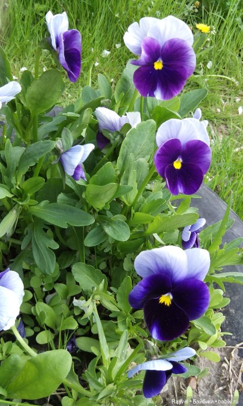 Природа в мае — Красивая природа и цветы: фото пейзажей