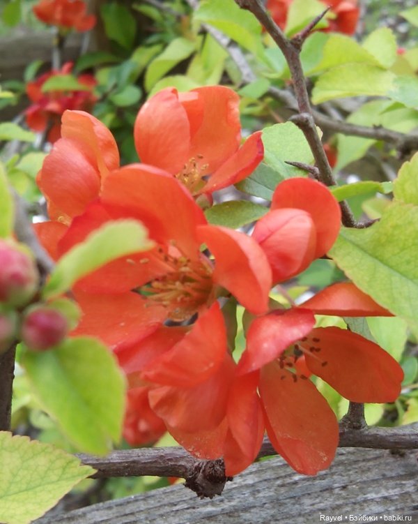 Природа в мае — Красивая природа и цветы: фото пейзажей (фото 9)