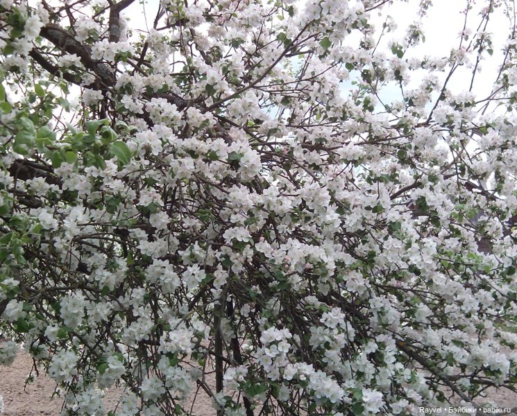 Природа в мае — Красивая природа и цветы: фото пейзажей (фото 5)