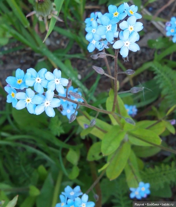 Природа в мае — Красивая природа и цветы: фото пейзажей