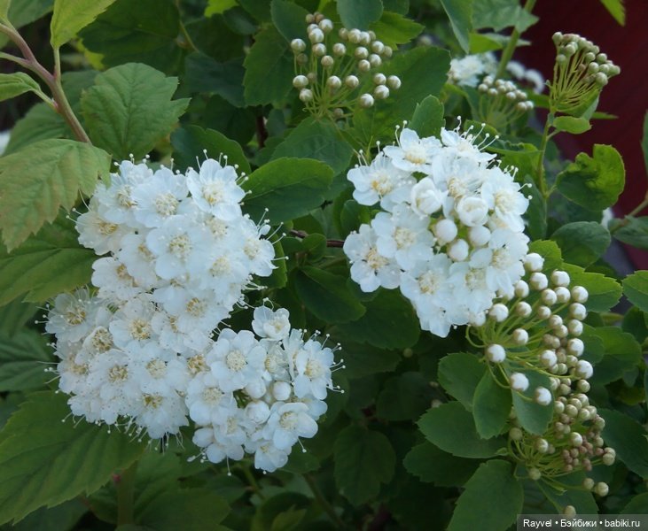 Природа в мае — Красивая природа и цветы: фото пейзажей