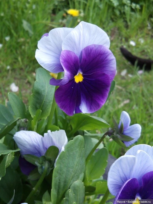 Природа в мае — Красивая природа и цветы: фото пейзажей