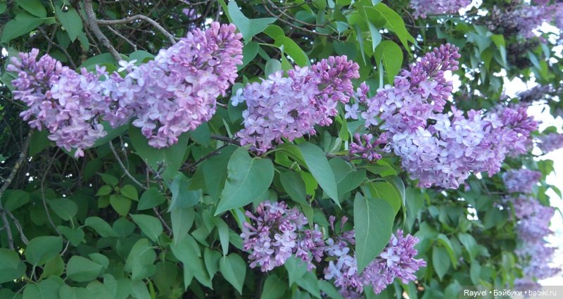 Природа в мае — Красивая природа и цветы: фото пейзажей