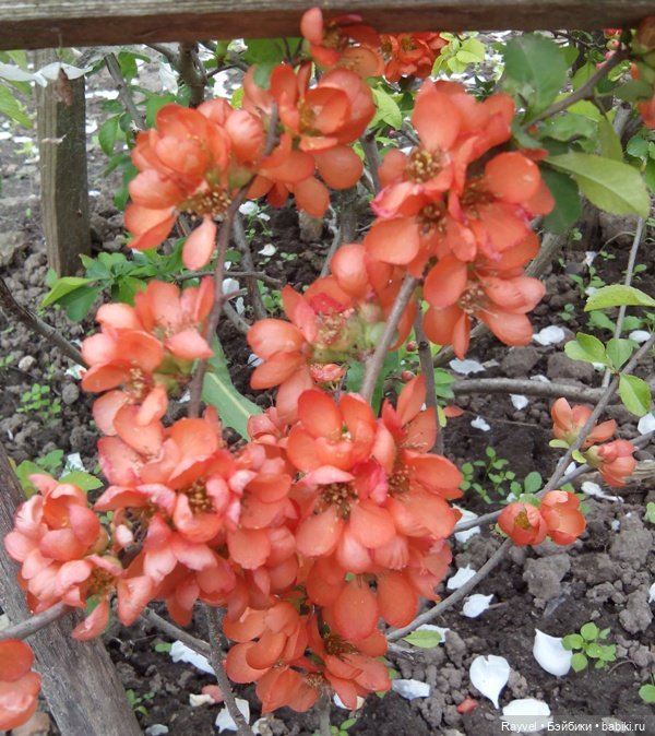 Природа в мае — Красивая природа и цветы: фото пейзажей (фото 8)