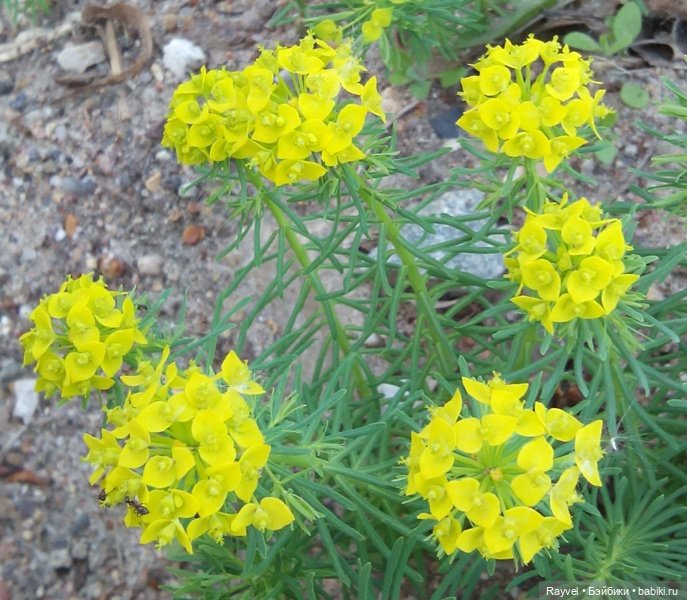 Природа в мае — Красивая природа и цветы: фото пейзажей