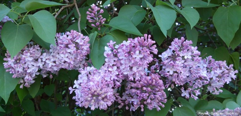 Природа в мае — Красивая природа и цветы: фото пейзажей