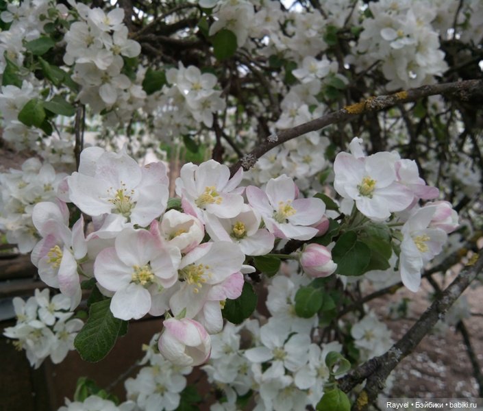 Природа в мае — Красивая природа и цветы: фото пейзажей (фото 3)